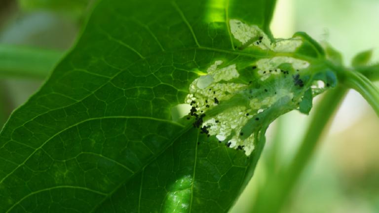 Bean Leaffolder
