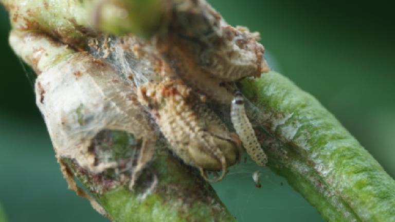 Bean Pod Borer