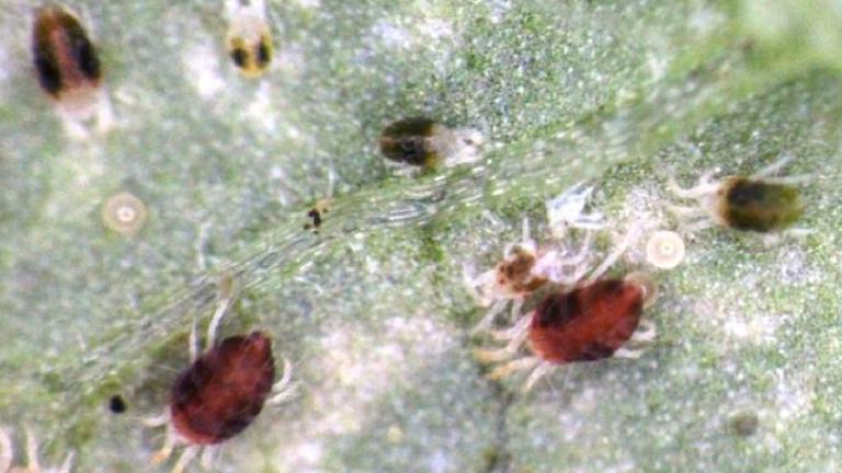 Red Spider Mite