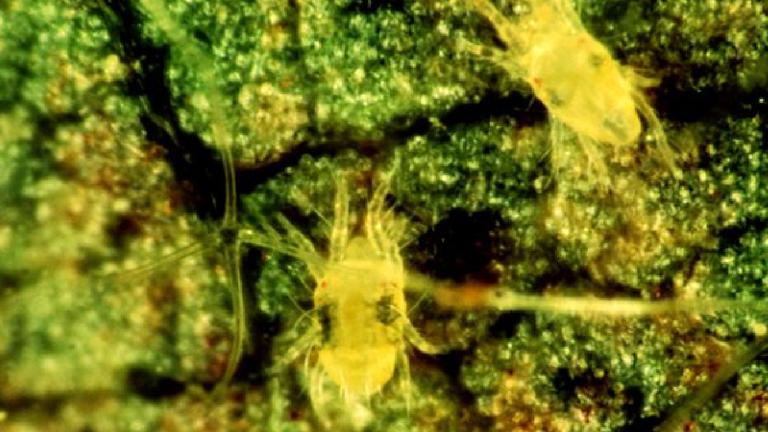 Yellow Mite