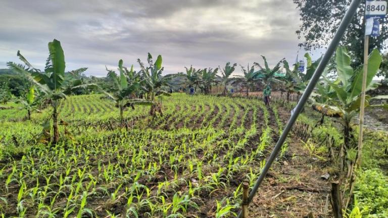 Mungbean planting between furrows