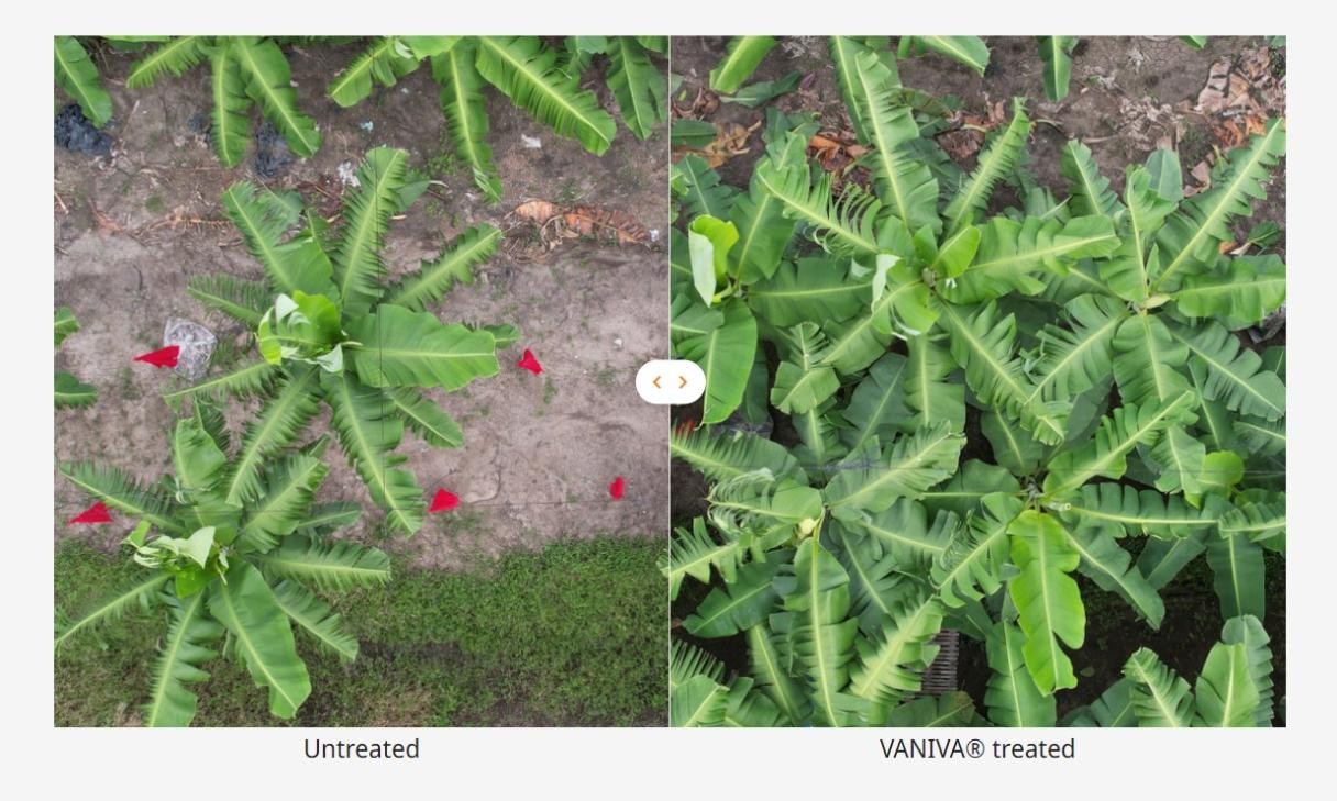 Banana plans before and after use of Vaniva