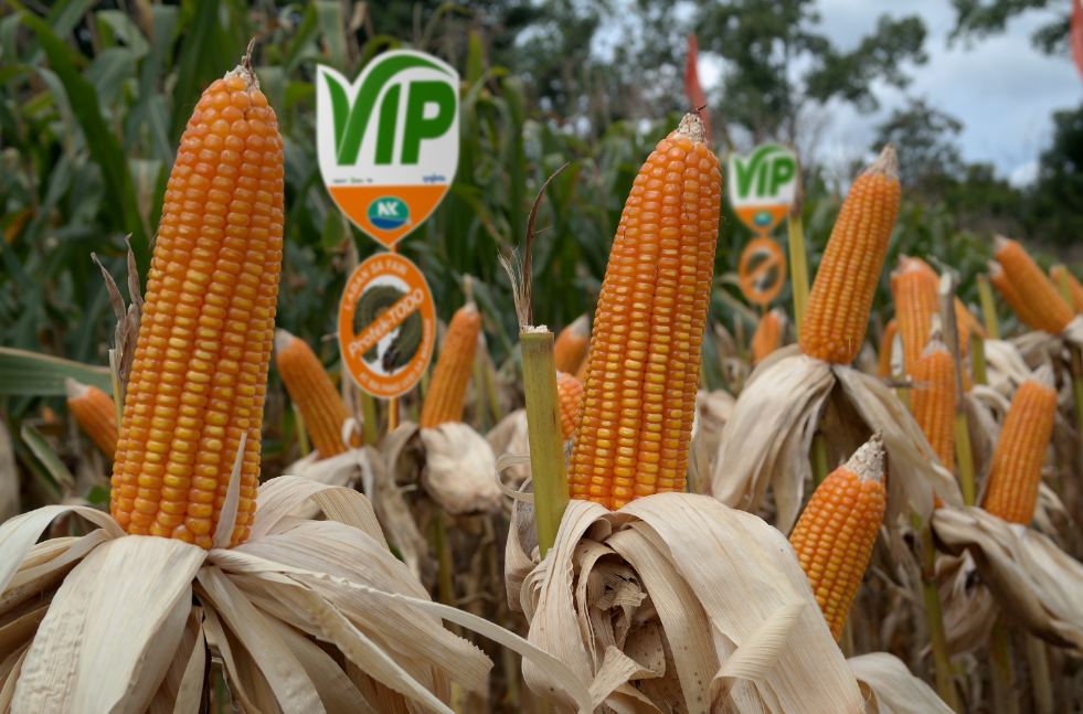 Photo of NK VIP corn