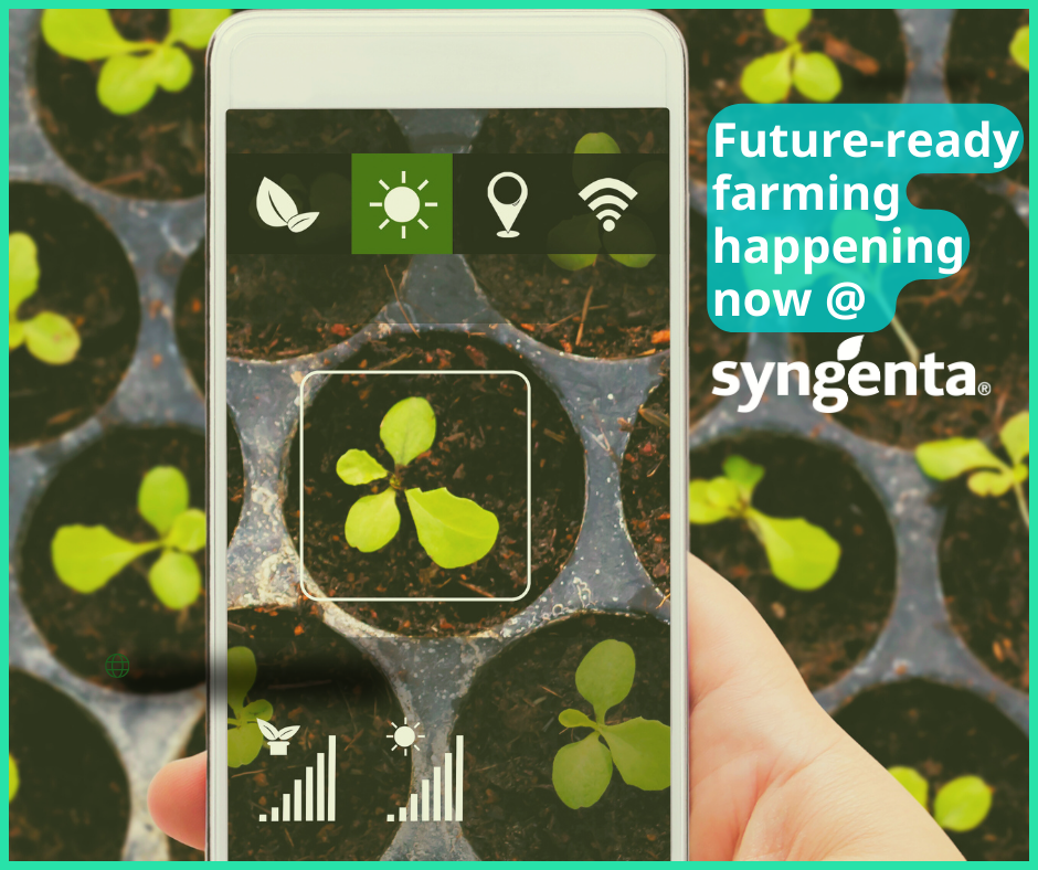 photo of plantlets in tray with a smartphone