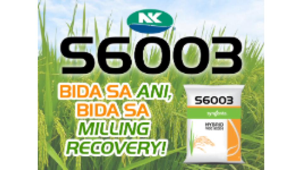 NK5017 - Variety Rice | Syngenta Philippines